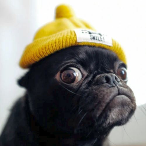 Bulldog Photography Gallery