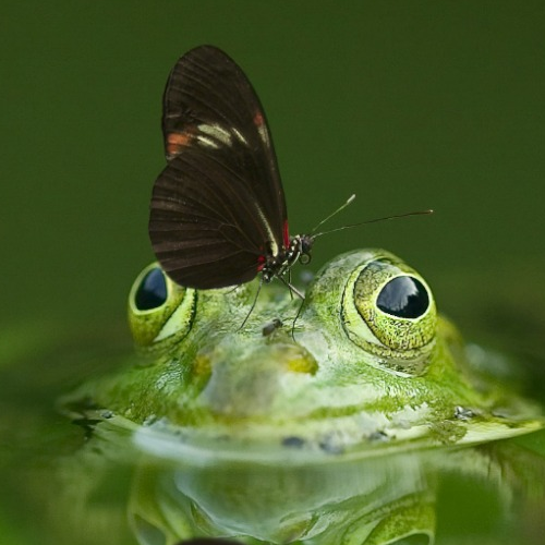 Green Photography Gallery